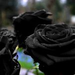 23-02-17-black-roses-pictures10912