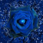 23-02-17-blue-roses-wallpapers4258