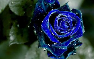 23-02-17-blue-roses-wallpapers4261
