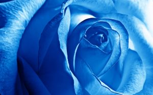23-02-17-blue-roses-wallpapers4263
