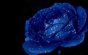 23-02-17-blue-roses-wallpapers4266