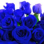 23-02-17-blue-roses-wallpapers4267