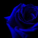 23-02-17-blue-roses-wallpapers4268