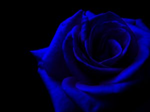 23-02-17-blue-roses-wallpapers4268