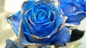 23-02-17-blue-roses-wallpapers4269