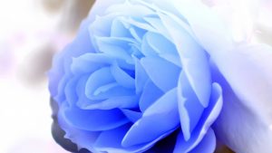 23-02-17-blue-roses-wallpapers4275
