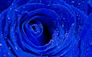23-02-17-blue-roses-wallpapers4277