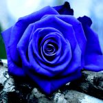 23-02-17-blue-roses-wallpapers4278