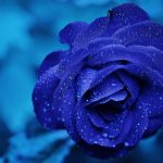 23-02-17-blue-roses-wallpapers4283