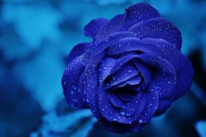 23-02-17-blue-roses-wallpapers4283