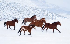 24-02-17-brown-horse-running-wallpapers28