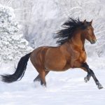 Bay Andalusian stallion running in the snow, Berthoud, Colorado, USA