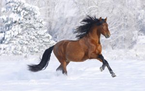 Bay Andalusian stallion running in the snow, Berthoud, Colorado, USA