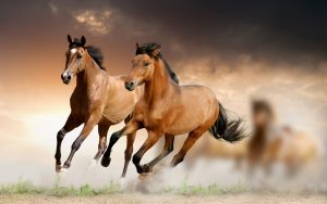 24-02-17-brown-horse-running-wallpapers30
