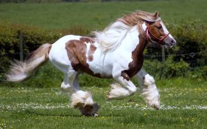 24-02-17-brown-horse-running-wallpapers31
