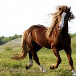 24-02-17-brown-horse-running-wallpapers33