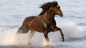 24-02-17-brown-horse-running-wallpapers36