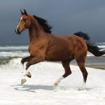 24-02-17-brown-horse-running-wallpapers37