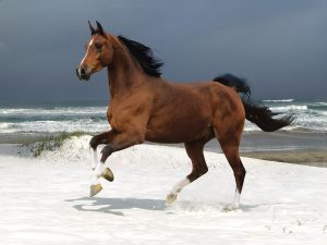 24-02-17-brown-horse-running-wallpapers37