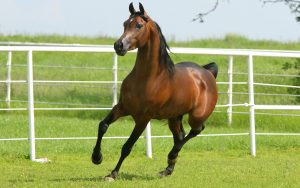 24-02-17-brown-horse-running-wallpapers39