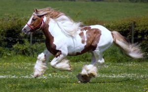 24-02-17-brown-horse-running-wallpapers42