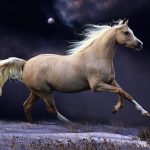 24-02-17-brown-horse-running-wallpapers45