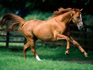 24-02-17-brown-horse-running-wallpapers46