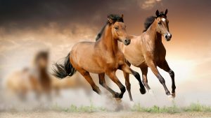 24-02-17-brown-horse-running-wallpapers47