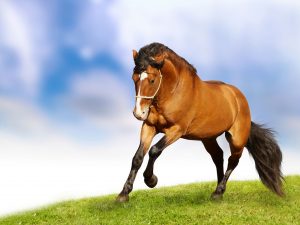 24-02-17-brown-horse-running-wallpapers57