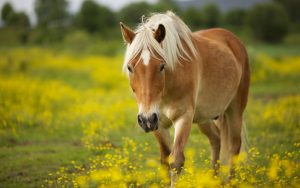 24-02-17-horse-wallpapers548
