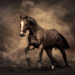 24-02-17-horse-wallpapers555