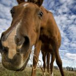 24-02-17-horse-wallpapers556