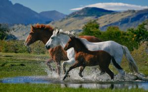 24-02-17-horse-wallpapers559