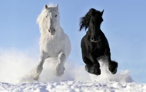 24-02-17-horse-wallpapers560