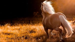 24-02-17-horse-wallpapers562