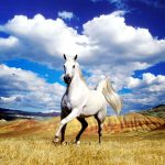 24-02-17-horse-wallpapers565