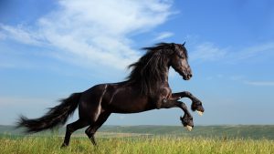 24-02-17-horse-wallpapers566