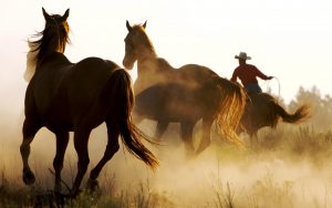 24-02-17-horse-wallpapers568