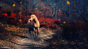 24-02-17-horse-wallpapers570