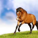 24-02-17-horse-wallpapers577