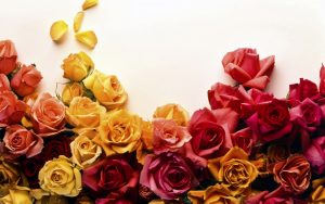 24-02-17-roses-wallpapers74
