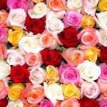24-02-17-roses-wallpapers77