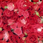 24-02-17-roses-wallpapers82
