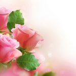 24-02-17-roses-wallpapers87