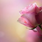 24-02-17-roses-wallpapers90