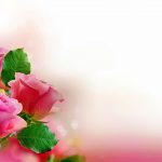 24-02-17-roses-wallpapers91
