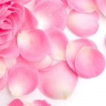 24-02-17-roses-wallpapers96