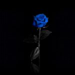26-02-17-blue-roses4870