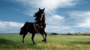 26-02-17-horses-wallpapers2779