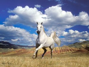 26-02-17-horses-wallpapers2786